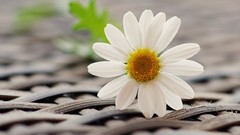 Daisy white flowers flower petals