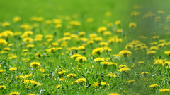 Daisy yellow Flowers flower