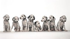 Dalmatians