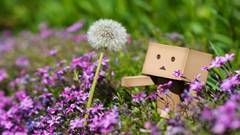 Danboard dandelions depth of