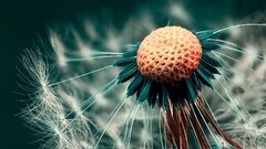 dandelion depth of field blurred nature white flowers macro