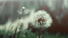 dandelion Flowers Plants outdoors