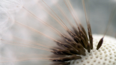 Dandelion II by chromosome