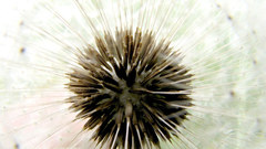 Dandelion parachute ball