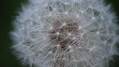 Dandelions