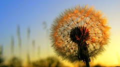 Dandelions