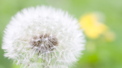 Dandelions