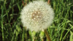 Dandelions