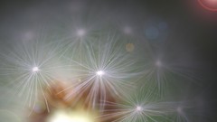 Dandelions