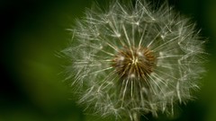 Dandelions