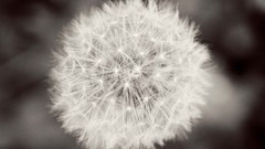 Dandelions