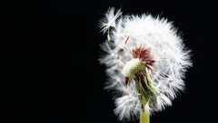 Dandelions black background