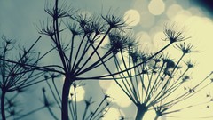 Dandelions bokeh