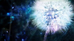 Dandelions dark background