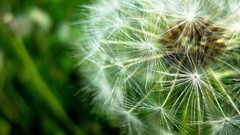 Dandelions flora