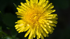Dandelions yellow Flowers flower