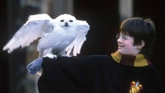 Daniel Radcliffe harry potter Owls