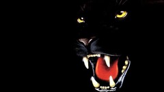 Dark abstract panthers