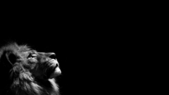 Dark Animals grayscale Lions