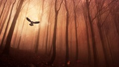 Dark Birds flying gloomy forests Owls artwork digital art 