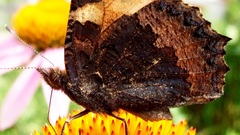 Dark butterfly yellow flower