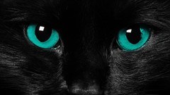Dark cats blue eyes