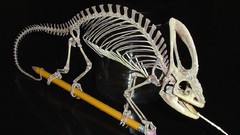 Dark chameleons skeletons npp