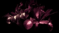 Dark Flowers Irises