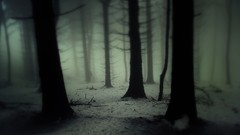 Dark forest