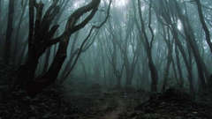 Dark forest nature