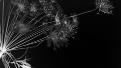 Dark nature by itachisama