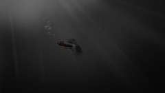 Dark windows 7 fish