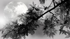 Darkness dark branches moon full moon digital art