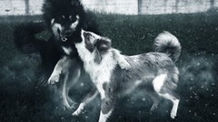 Darkness grass Animals lights fur Dogs teeth fight battles