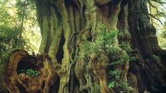 David high muench Resolution