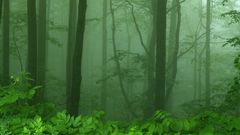 Dawn forests leaves fog