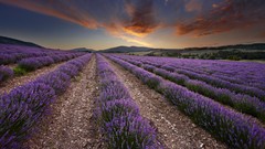 Dawn France lavender