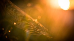 Dawn orange sunny bokeh sunlight spider webs