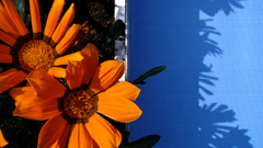 Dc Flowers Art flower