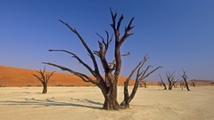 Dead Africa Namibia national park