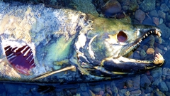 Dead fish Aquarium and