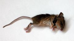 Dead fucking mouse ded