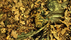 Deadbird widescreen by blackasmodeus