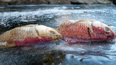 Deadfish Aquarium and Fish