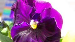 Decoration purple flowers Flowers