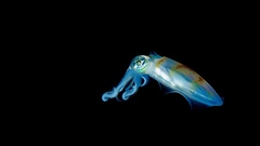 Deep squid