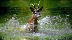 Deer