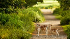 deer Animals fawns nature Plants Mammals outdoors