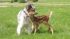 Deer fawn Animals grass