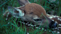 Deer fawn baby animals